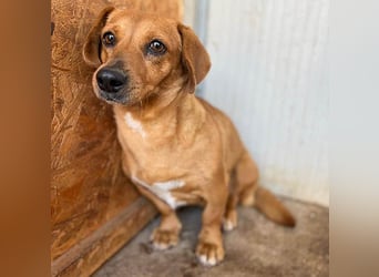 ❤️❤️❤️ zarte Hundeseele BARBIE - 2 Jahre, 30cm - Dackel-Mischling