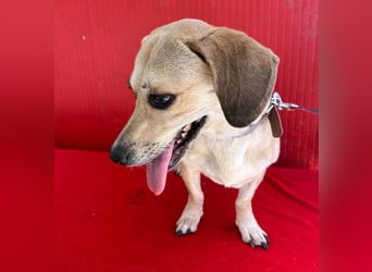 zarte Hundeseele JENNY - 3,5 Jahre, 35cm/11kg - Dackel-Mix