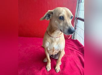 superliebe Dackeline MIA - 5 Jahre, 30cm/8,5kg