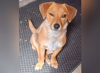 kleine Herzensbrecherin FREYA - 1,5 Jahre, 30cm - Dackel-Mix