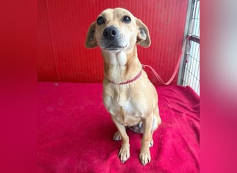 superliebe Dackeline MIA - 5 Jahre, 30cm/8,5kg