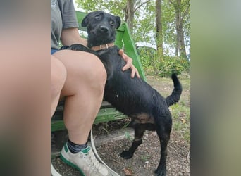 PUPO bleibt nicht mehr viel Zeit - 1,5 Jahre, 26cm/10kg - Dackel-Mix