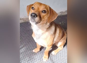 kleine Herzensbrecherin FREYA - 1,5 Jahre, 30cm - Dackel-Mix