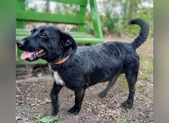 PUPO bleibt nicht mehr viel Zeit - 1,5 Jahre, 26cm/10kg - Dackel-Mix