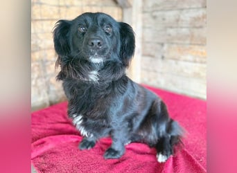 süße kleiine TAPPI - 3 Jahre, 32cm - Dackel-Mischling