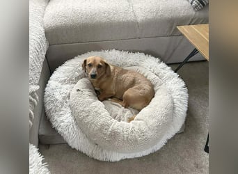 ❤️❤️❤️ zarte Hundeseele BARBIE - 2 Jahre, 30cm - Dackel-Mischling