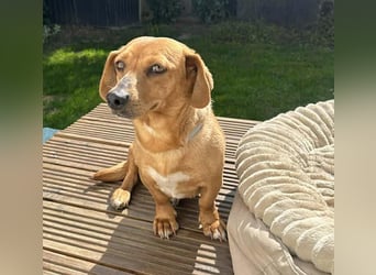 ❤️❤️❤️ zarte Hundeseele BARBIE - 2 Jahre, 30cm - Dackel-Mischling