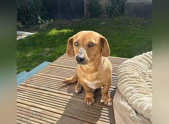 ❤️❤️❤️ zarte Hundeseele BARBIE - 2 Jahre, 30cm - Dackel-Mischling