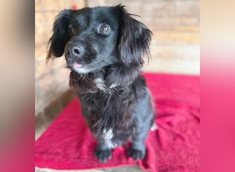 süße kleiine TAPPI - 3 Jahre, 32cm - Dackel-Mischling