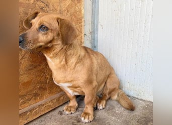 ❤️❤️❤️ zarte Hundeseele BARBIE - 2 Jahre, 30cm - Dackel-Mischling