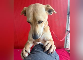 superliebe Dackeline MIA - 5 Jahre, 30cm/8,5kg