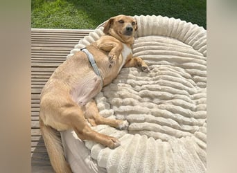 ❤️❤️❤️ zarte Hundeseele BARBIE - 2 Jahre, 30cm - Dackel-Mischling