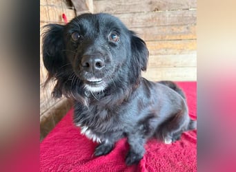 süße kleiine TAPPI - 3 Jahre, 32cm - Dackel-Mischling