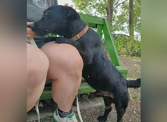 PUPO bleibt nicht mehr viel Zeit - 1,5 Jahre, 26cm/10kg - Dackel-Mix