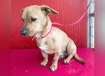 süßes kleines Schmuserle FRITZ - 4 Jahre, 30cm - Mischling