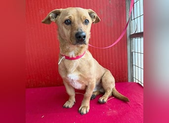 süßes kleines Schmuserle FRITZ - 4 Jahre, 30cm - Mischling