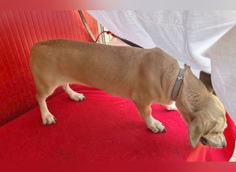 zarte Hundeseele JENNY - 3,5 Jahre, 35cm/11kg - Dackel-Mix