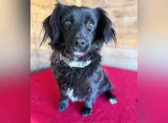 süße kleiine TAPPI - 3 Jahre, 32cm - Dackel-Mischling