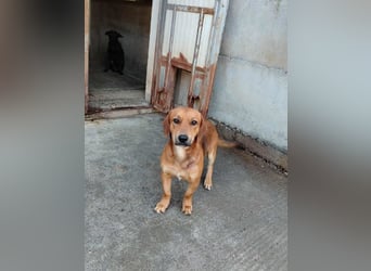 süßer kleiner Dachel Mischlings-Rüde Rudi sucht seine Familie