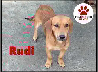 süßer kleiner Dachel Mischlings-Rüde Rudi sucht seine Familie