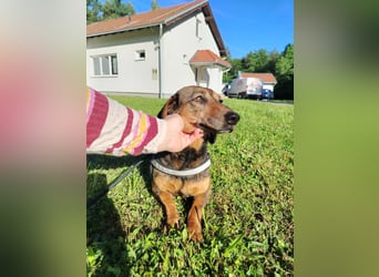 Kleine Dackel Dame Cindy sucht ihre Familie
