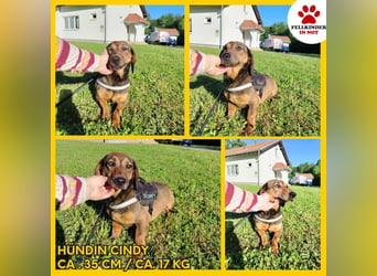 Kleine Dackel Dame Cindy sucht ihre Familie