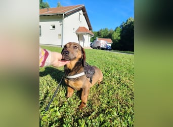 Kleine Dackel Dame Cindy sucht ihre Familie