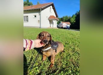 Kleine Dackel Dame Cindy sucht ihre Familie