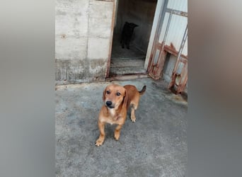 süßer kleiner Dachel Mischlings-Rüde Rudi sucht seine Familie