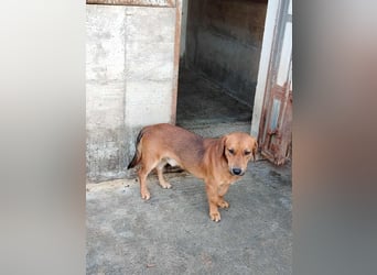süßer kleiner Dachel Mischlings-Rüde Rudi sucht seine Familie
