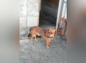süßer kleiner Dachel Mischlings-Rüde Rudi sucht seine Familie