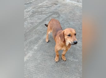 süßer kleiner Dachel Mischlings-Rüde Rudi sucht seine Familie