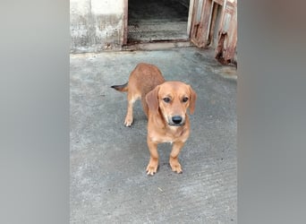 süßer kleiner Dachel Mischlings-Rüde Rudi sucht seine Familie