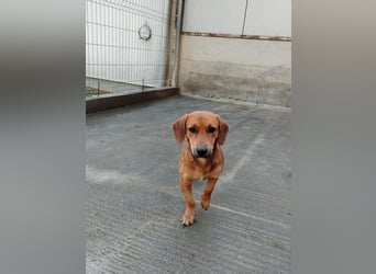süßer kleiner Dachel Mischlings-Rüde Rudi sucht seine Familie
