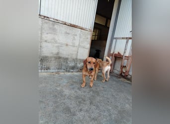 süßer kleiner Dachel Mischlings-Rüde Rudi sucht seine Familie