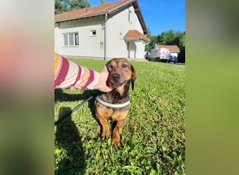 Kleine Dackel Dame Cindy sucht ihre Familie
