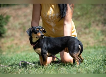 Kito