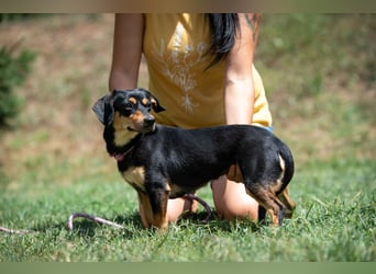 Kito
