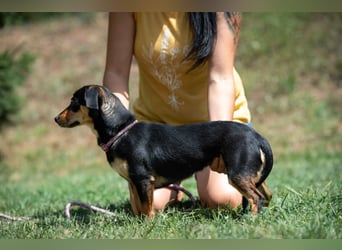 Kito