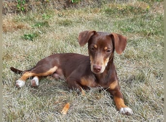 Pino, freundlicher sozialer Bube