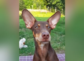 Pino, freundlicher sozialer Bube
