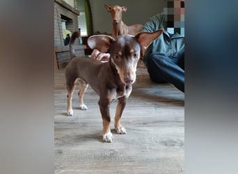 Pino, sucht einfühlsame Menschen