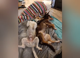 Pino, sucht einfühlsame Menschen