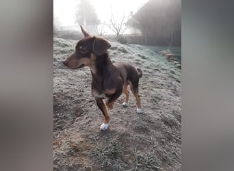 Pino, sucht einfühlsame Menschen