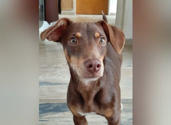 Pino, freundlicher sozialer Bube