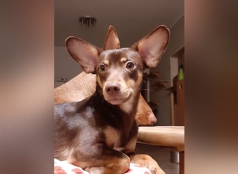 Pino, sucht einfühlsame Menschen