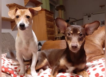 Pino, sucht einfühlsame Menschen