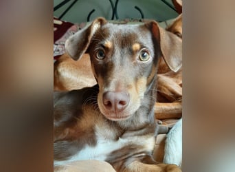 Pino, sucht einfühlsame Menschen