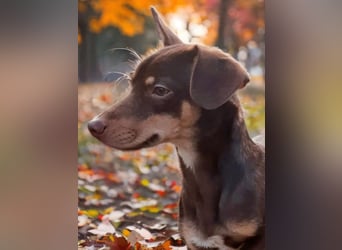 Pino, sucht einfühlsame Menschen