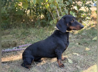 Apollo - Kleiner Schatz auf der Suche nach seinem Zuhause!